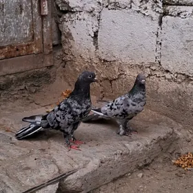 kepderi