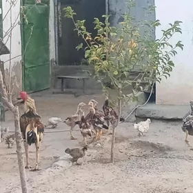 Taşgent Towuk
