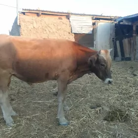 Ökūz