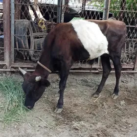 Ökuz