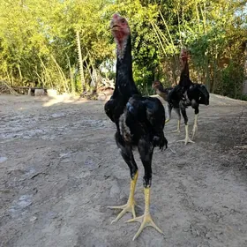 jüje