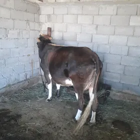 SYGYR