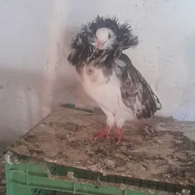 kepder yakabin