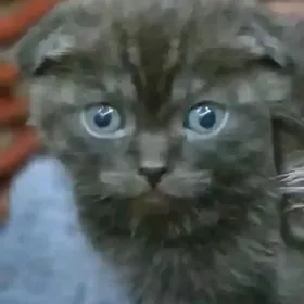вислоухие котята