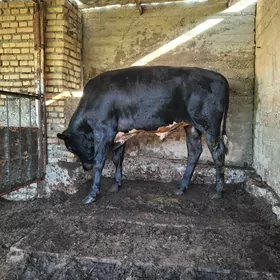 angus