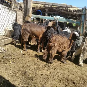 Cevisler
