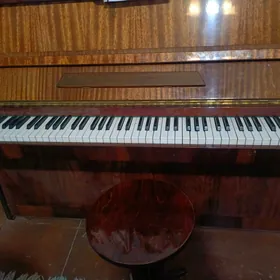 satlyk pionina
