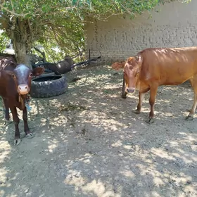 göle