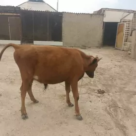 òkúz