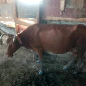 sygyr