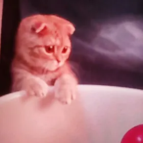 вислоухий кот