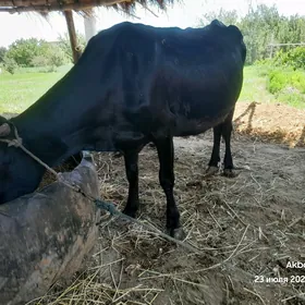 Sagym sygyr bogaz 5nji çagasy