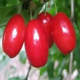 TURK NAHAL GYZYLJYK