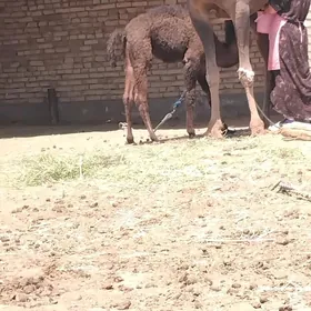 düye