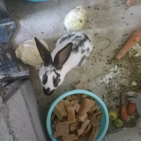 Towşan erkek