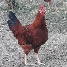 Juyje