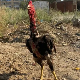 özbek