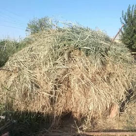 Мал от гамыш арасса.