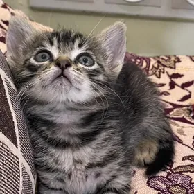 Pişik Котята