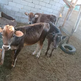 3 si bile tuweler