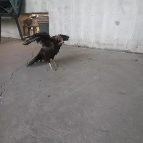 Guş.