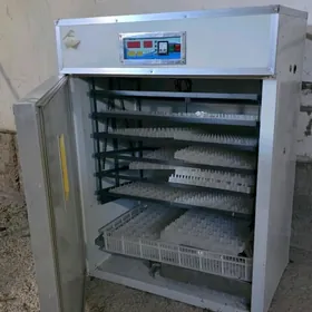 inkubator