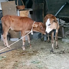 Öküz