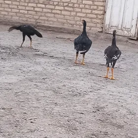 horaz
