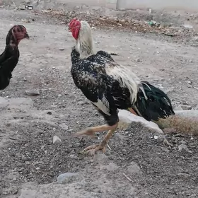 Taşkent horaz