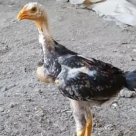 baysök horaz baysy