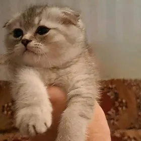шотландские котята
