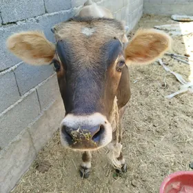 göle