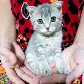 Шотлан Şotlan