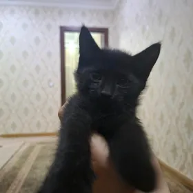 Домашние котята♡