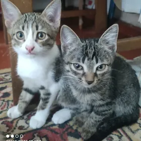 котята