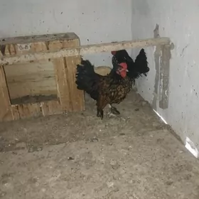 karlik horazlar satlyk arginal