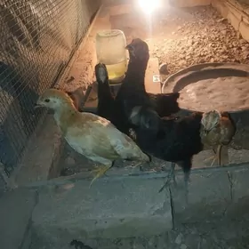 baysy karlik arginal
