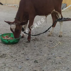 ökuzce