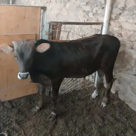 Öküzçe