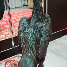 САМАРКАНТ ЖУЖЕ