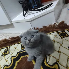 шотландские вислоухие котята
