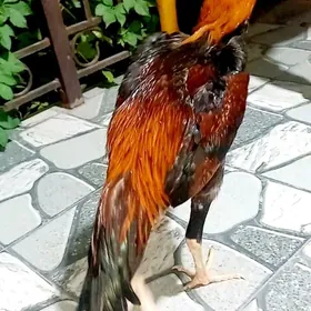 САМАРКАНТ ЖУЖЕ