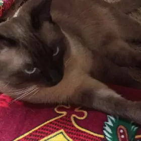 сиамский кот сбежал из дома