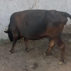 3sany sygyr