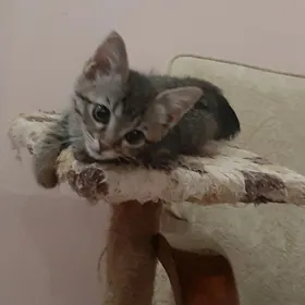 отдам котят