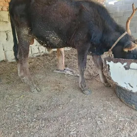 oküz