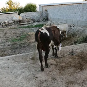 Ökuz