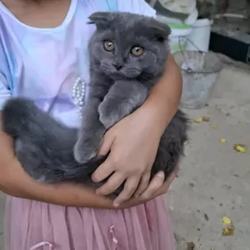 pişik