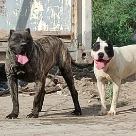 cane corsa