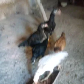 жужа